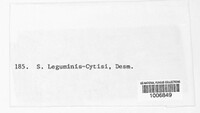 Diplodina leguminis-cytisi image